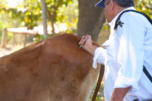 Este domingo inició la jornada de desparasitación y vitaminización para bovinos en la hacienda Tutultepeque del municipio de Nejapa, San Salvador,