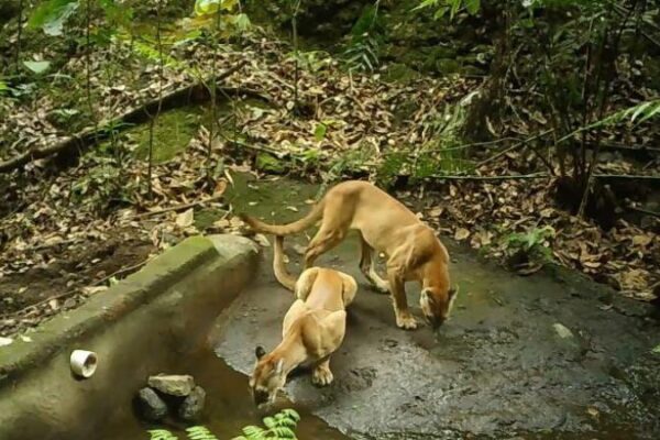Pumas en El Salvador