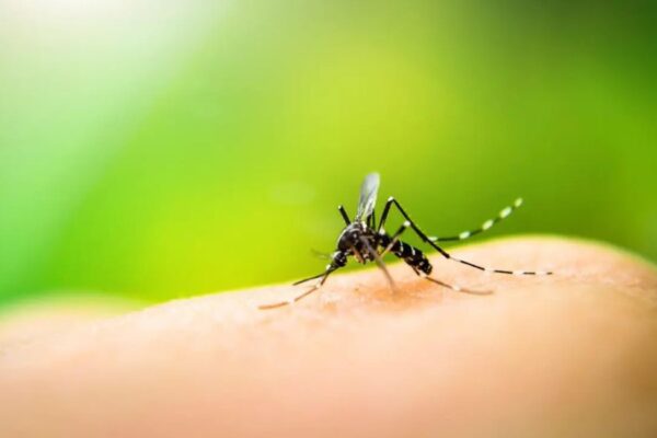 MINSAL confirma segunda muerte por dengue en 2026; casos sospechosos se duplican en un mes