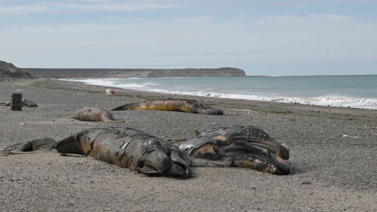 Investigan alta mortalidad de ballenas en la Patagonia argentina