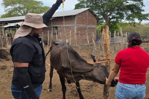 Más de 33 mil ganaderos recibieron apoyo para atender a más de 125 mil animales
