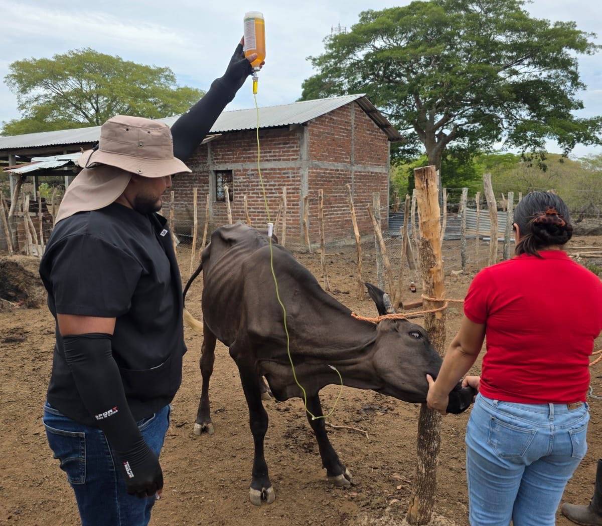 Más de 33 mil ganaderos recibieron apoyo para atender a más de 125 mil animales